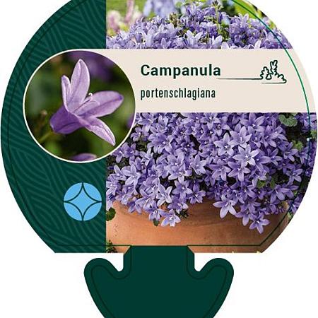 Campanula portenschlagiana Pot 9 cm