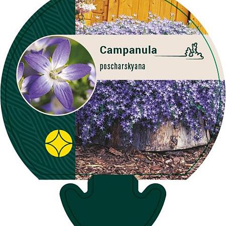 Campanula poscharskyana Pot 9 cm