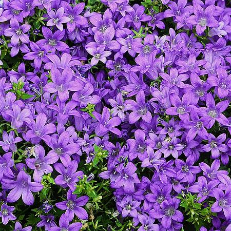 Campanula poscharskyana Pot 9 cm