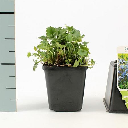 Campanula poscharskyana Pot 9 cm