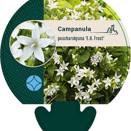 Campanula posch. 'E.H. Frost' Pot 9 cm