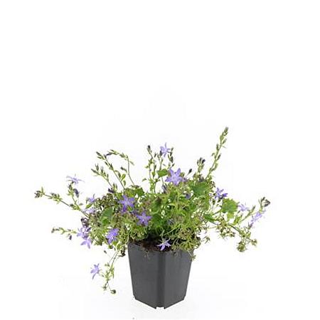 Campanula posch. 'Stella' Pot 9 cm