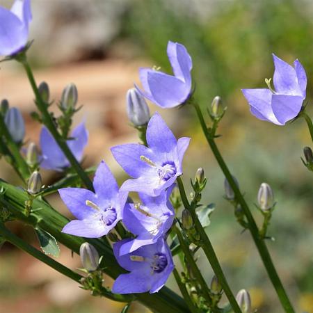 Campanula pyramidalis Pot 9 cm