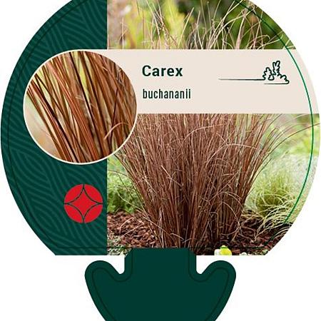 Carex buchananii Pot 9 cm