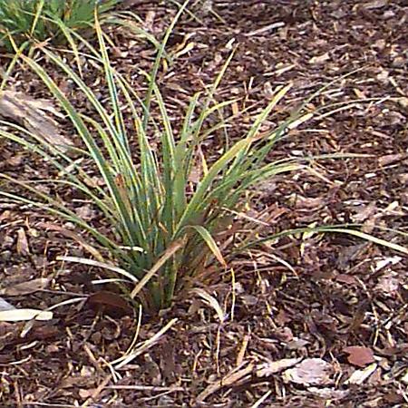 Carex morrowii Pot 9 cm