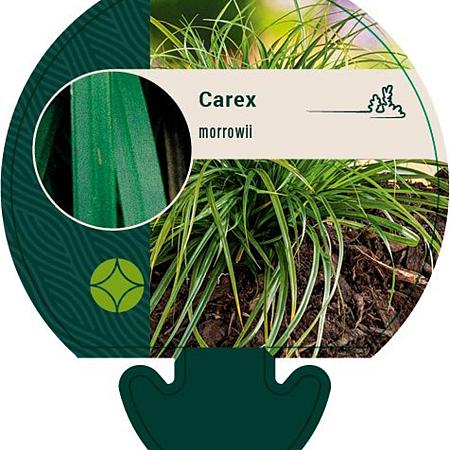 Carex morrowii Pot 9 cm