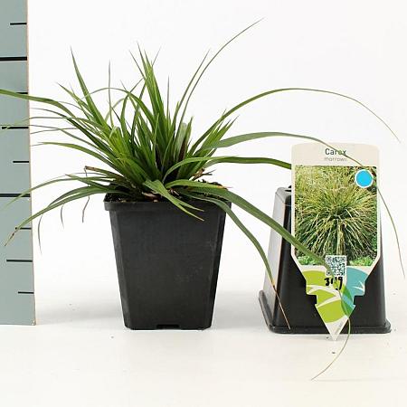 Carex morrowii Pot 9 cm