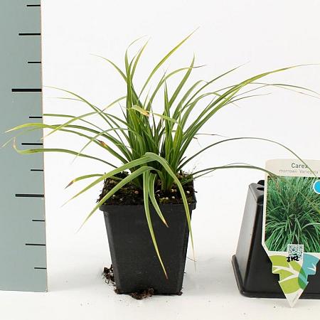 Carex morrowii 'Variegata' Pot 9 cm