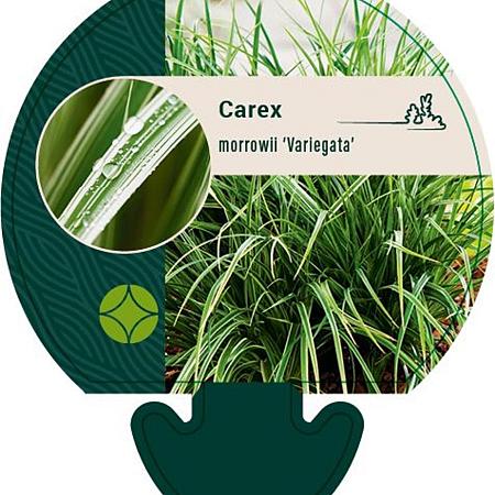 Carex morrowii 'Variegata' Pot 9 cm