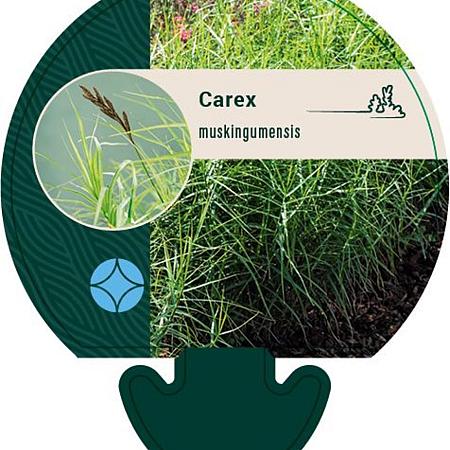 Carex muskingumensis Pot 9 cm