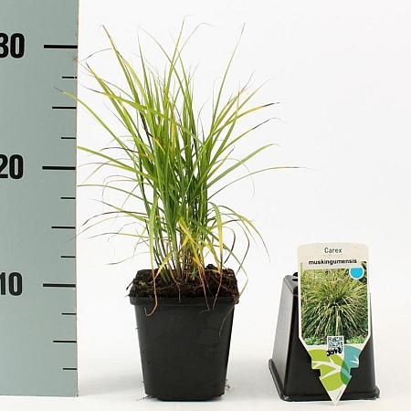 Carex muskingumensis Pot 9 cm