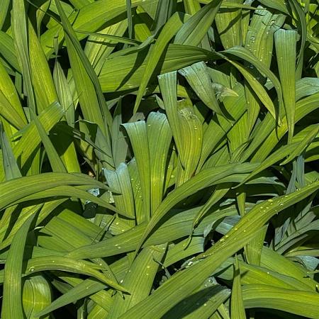 Carex plantaginea Pot 9 cm