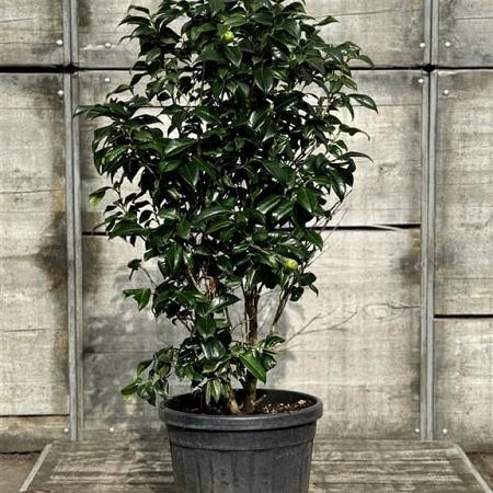 Camelia j.  'Perfection White' Pot 30 Liter 100 - 125 cm
