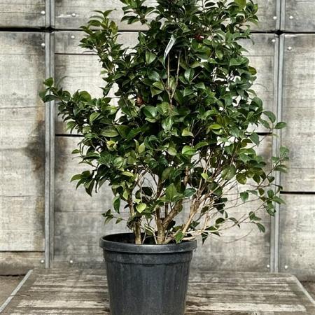 Camellia 'Black Lace' Pot 30 Liter 100 - 125 cm