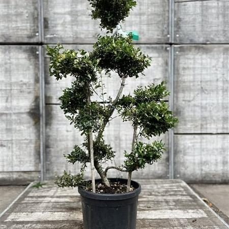 Ilex crenata 'Kimmei' Pot 18 liter Bonsai