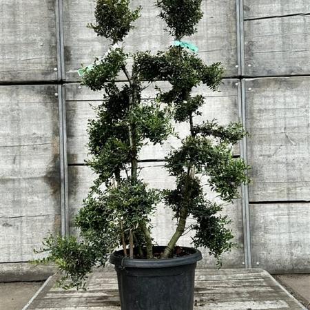 Ilex crenata 'Kimmei' Pot 25 Liter Bonsai