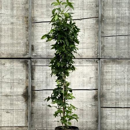 Liquidambar s. 'SlenderSilhouette' Pot 10 liter 100 - 125 cm
