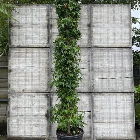 Liquidambar s. 'SlenderSilhouette' Pot 110 liter 400 - 450 cm