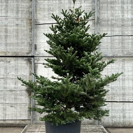 Abies koreana Pot 70 Liter 150 - 175 cm