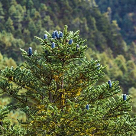 Abies koreana Pot 70 Liter 150 - 175 cm