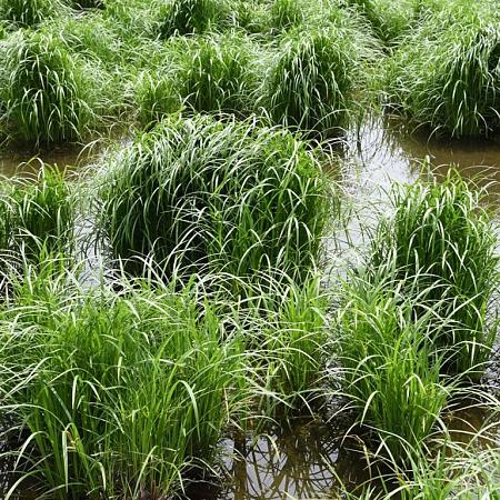 Carex sylvatica Pot 9 cm