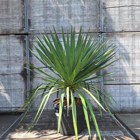 Yucca gloriosa Pot 30 Liter 125 - 150 cm