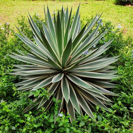 Yucca gloriosa Pot 30 Liter 125 - 150 cm