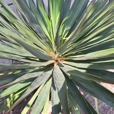 Yucca gloriosa Pot 30 Liter 125 - 150 cm