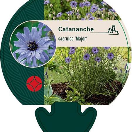Catananche caerulea 'Major' Pot 9 cm