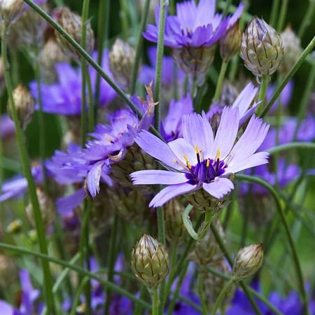 Catananche caerulea 'Major' Pot 9 cm