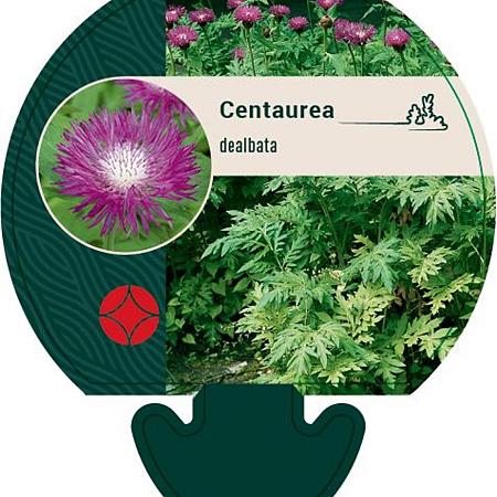 Centaurea dealbata Pot 9 cm