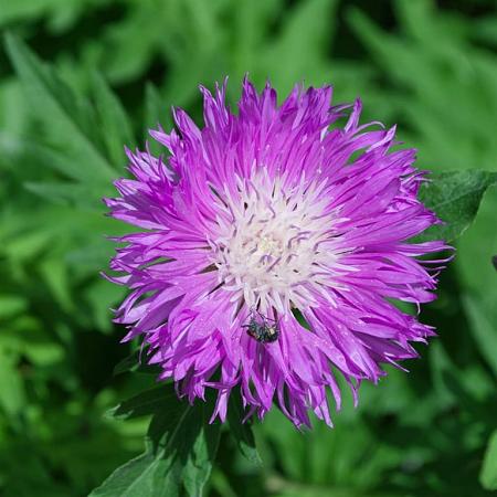 Centaurea dealbata Pot 9 cm