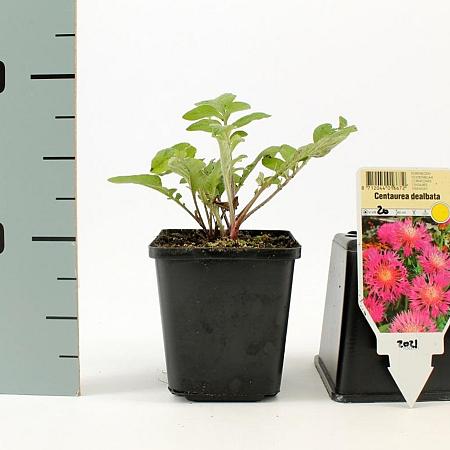 Centaurea dealbata Pot 9 cm