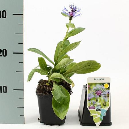 Centaurea montana Pot 9 cm