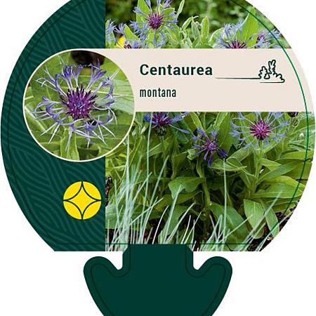 Centaurea montana Pot 9 cm