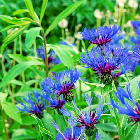 Centaurea montana Pot 9 cm