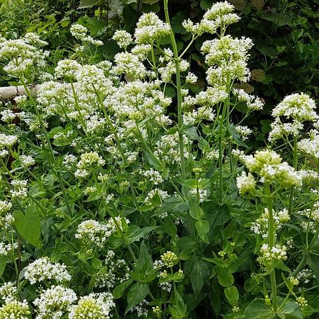 Centranthus ruber 'Albus' Pot 9 cm
