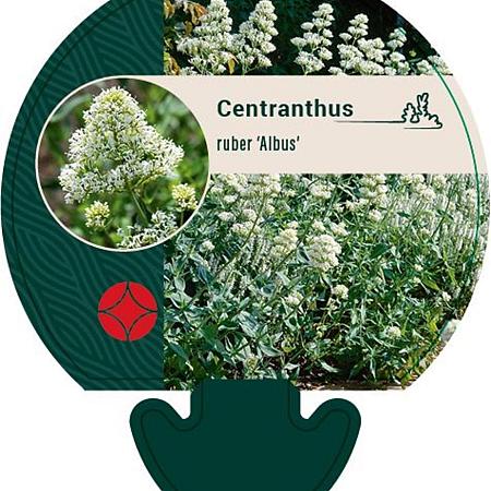 Centranthus ruber 'Albus' Pot 9 cm