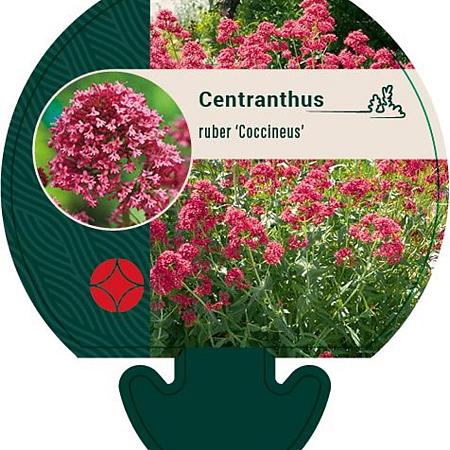 Centranthus ruber 'Coccineus' Pot 9 cm