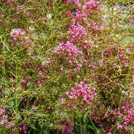 Centranthus ruber 'Coccineus' Pot 9 cm