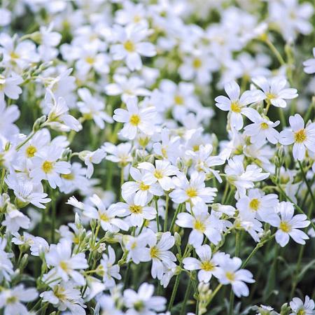 Cerastium tomentosum Pot 9 cm