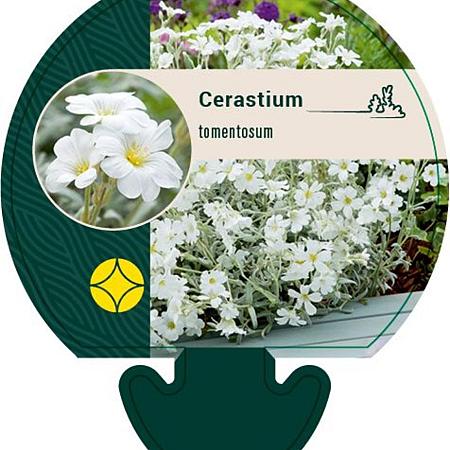 Cerastium tomentosum Pot 9 cm