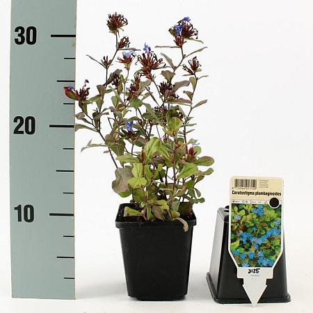 Ceratostigma plumbaginoides Pot 9 cm