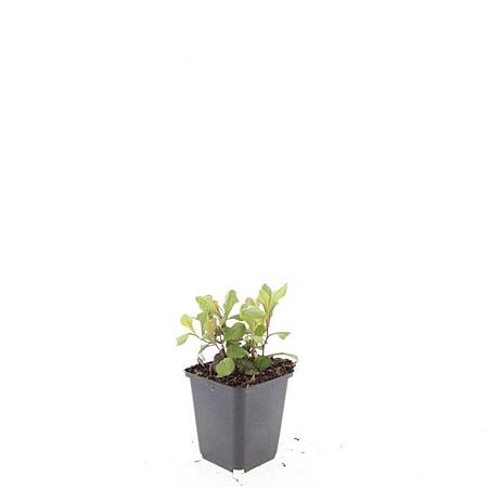Ceratostigma plumbaginoides Pot 9 cm