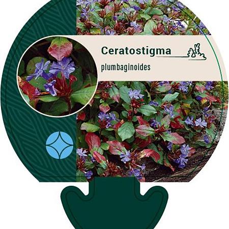 Ceratostigma plumbaginoides Pot 9 cm