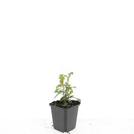 Ceratostigma plumbaginoides Pot 9 cm