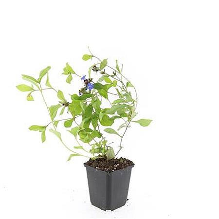 Ceratostigma plumbaginoides Pot 9 cm