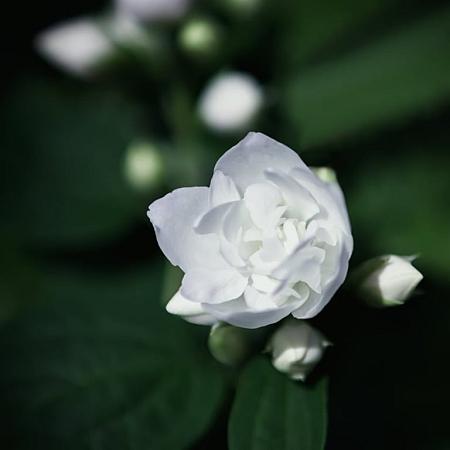 Philadelphus 'Snowbelle' Pot 5 Liter 