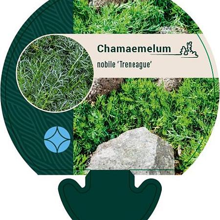 Chamaemelum nobile 'Treneague' Pot 9 cm