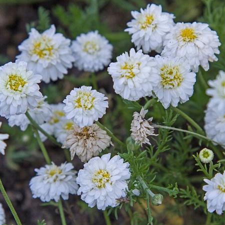 Chamaemelum nobile 'Treneague' Pot 9 cm